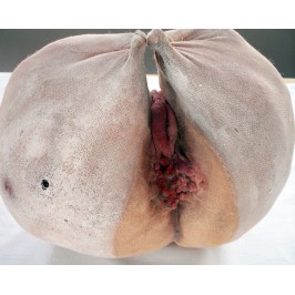 Nähkunst, erstellt von Cäcilia Gabriel Nähkunst, erstellt von Cäcilia Gabriel
